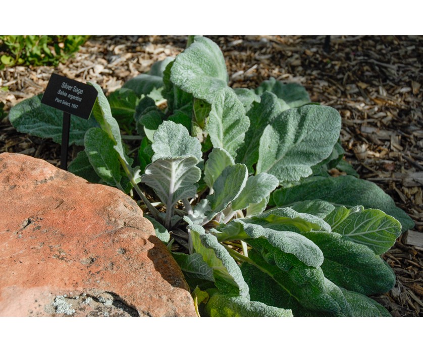 Silver Sage